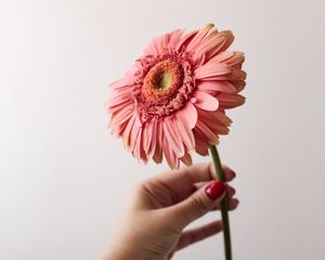 Превью обои цветок, розовый, рука