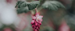 Превью обои цветок, розовый, цветение, размытость, листья