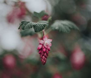 Превью обои цветок, розовый, цветение, размытость, листья