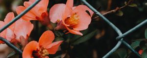 Превью обои цветок, розовый, цветение, сетка, забор