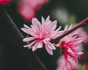 Превью обои цветок, розовый, цветение, растение, макро