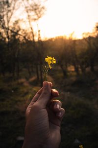 Превью обои цветок, рука, желтый, луч