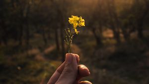 Превью обои цветок, рука, желтый, луч