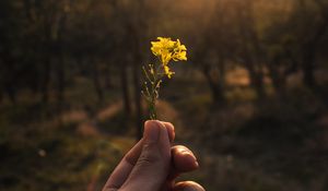 Превью обои цветок, рука, желтый, луч