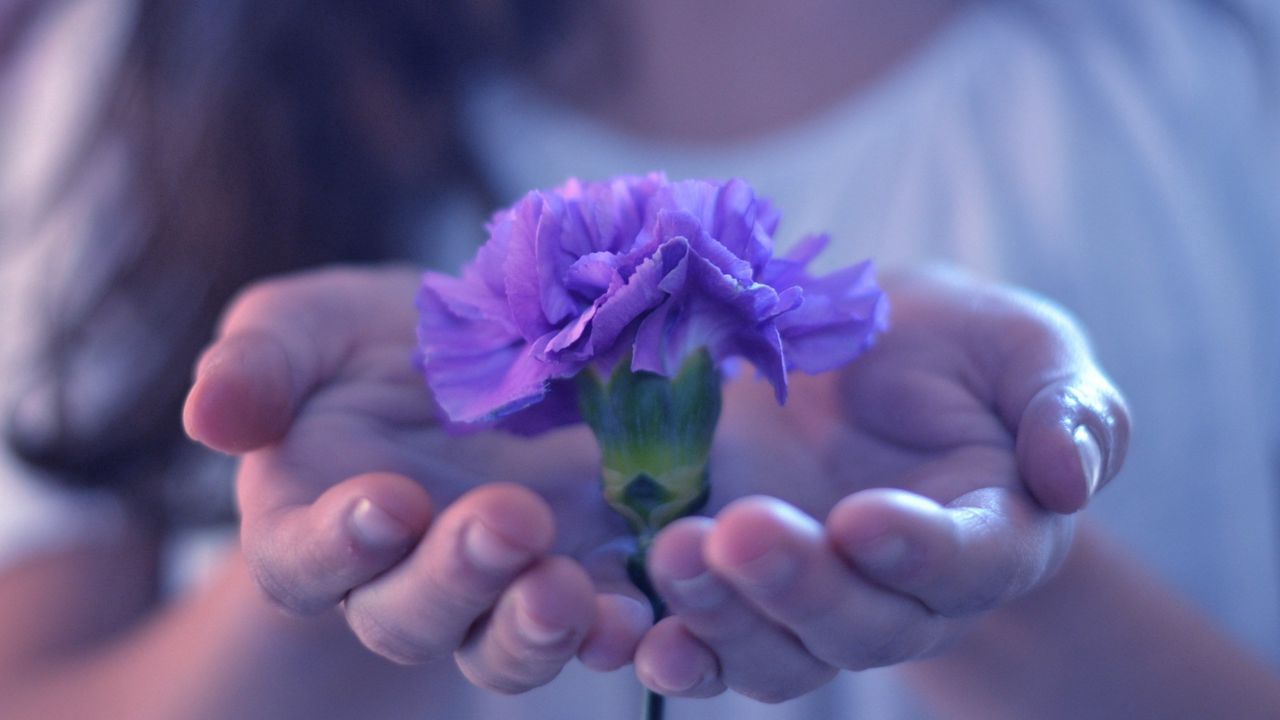 Обои цветок, руки, растение, лепестки