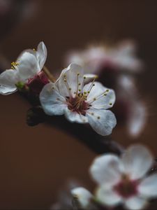 Превью обои цветок, сакура, вишня, цветение, макро