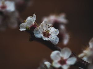 Превью обои цветок, сакура, вишня, цветение, макро