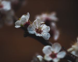 Превью обои цветок, сакура, вишня, цветение, макро