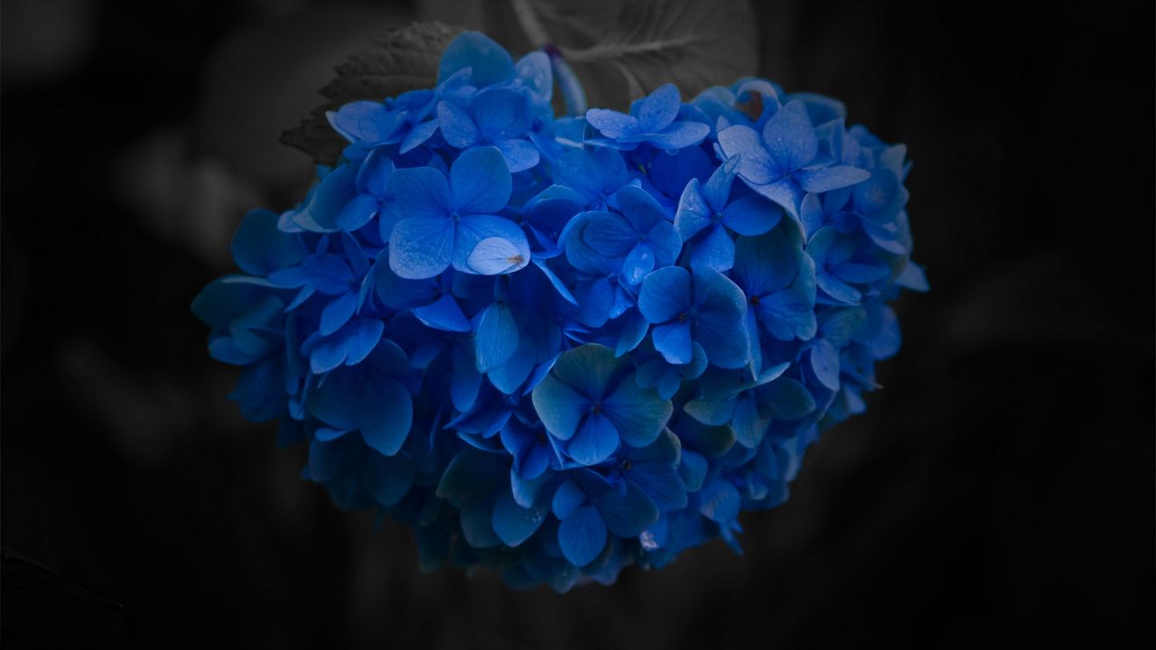Обои цветок, синий, крупный план, лепестки