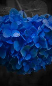 Превью обои цветок, синий, крупный план, лепестки