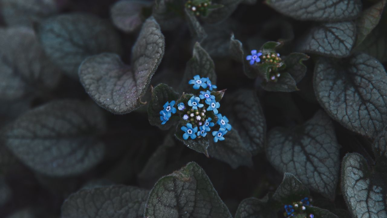 Обои цветок, синий, соцветие, листья, растение, цветение