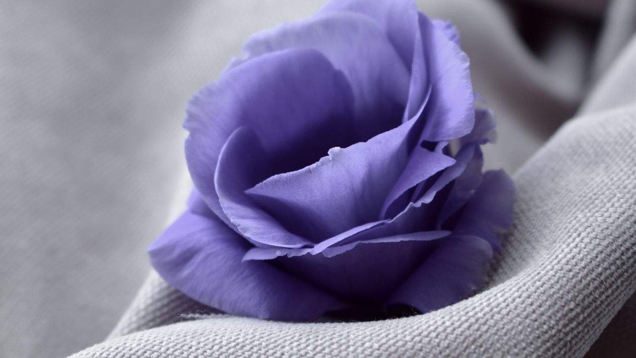 Обои цветок, синий, ткань, крупный план