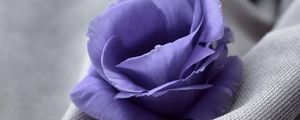 Превью обои цветок, синий, ткань, крупный план