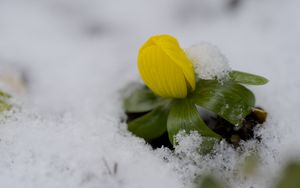 Превью обои цветок, снег, зима, растение