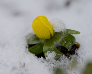Превью обои цветок, снег, зима, растение