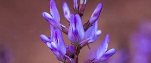 Превью обои цветок, соцветие, фиолетовый, цветение, растение