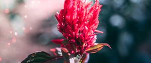 Превью обои цветок, соцветие, красный, растение, макро