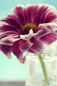 Превью обои цветок, стакан, вода, лепестки