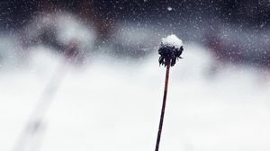 Превью обои цветок, стебель, снег