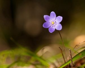 Превью обои цветок, стебель, трава, макро