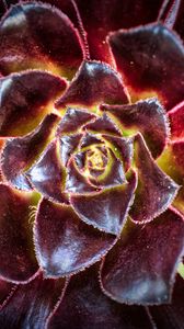 Превью обои цветок, суккулент, макро, лепестки