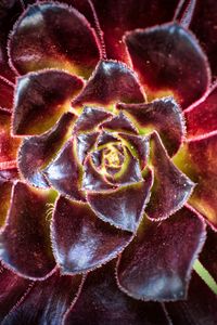 Превью обои цветок, суккулент, макро, лепестки