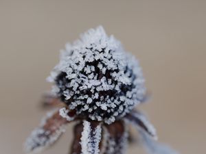 Превью обои цветок, текстура, кристаллы, природа, зима, макро