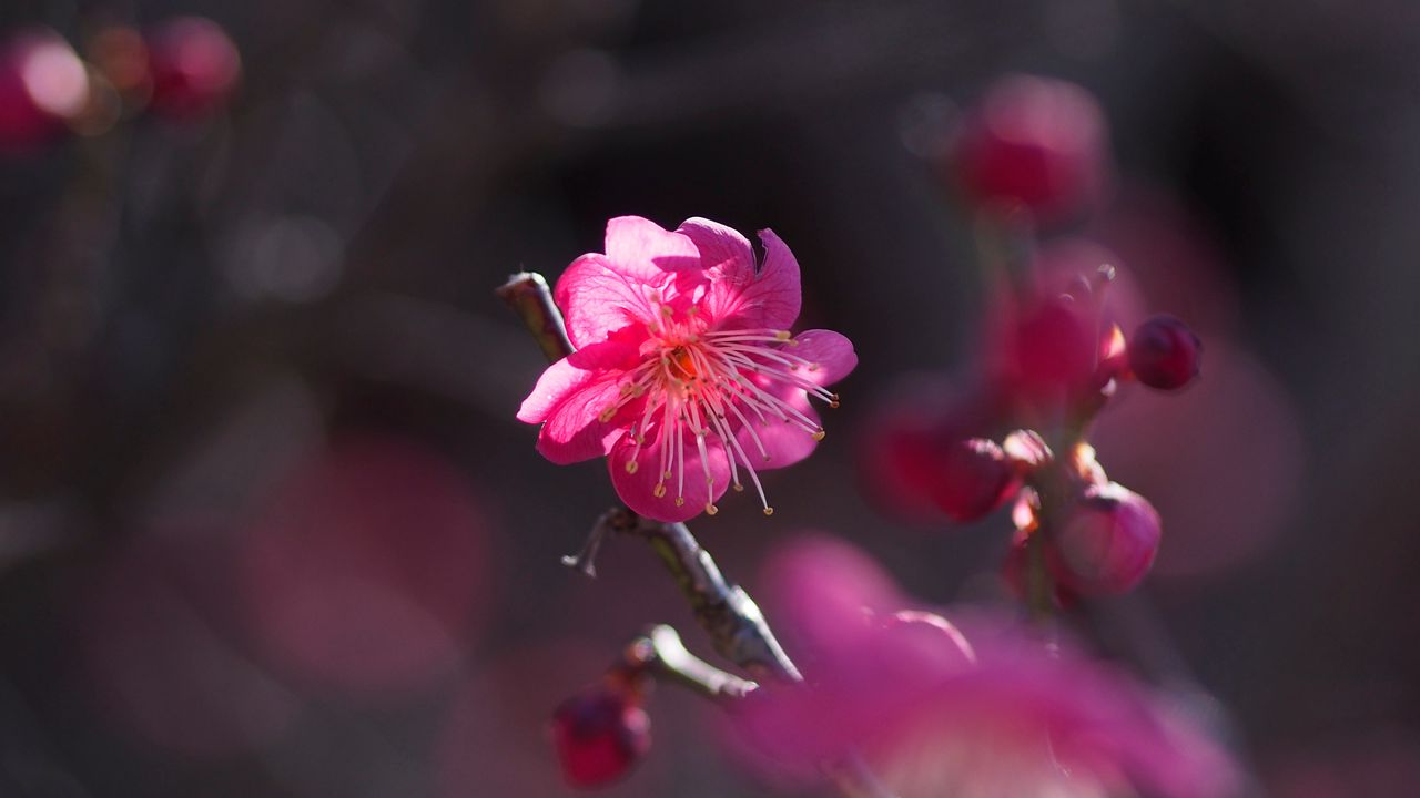 Обои цветок, цветение, лепестки, розовый, куст, весна