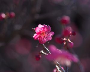 Превью обои цветок, цветение, лепестки, розовый, куст, весна