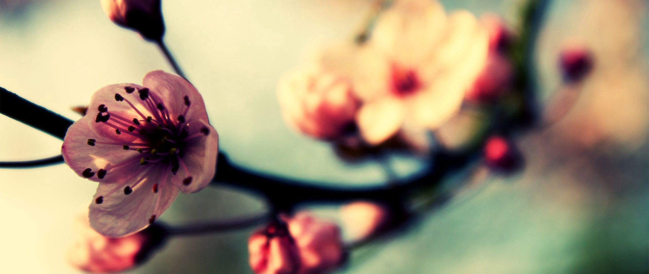 Vintage spring facebook cover