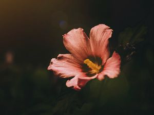 Превью обои цветок, цветение, темный, макро
