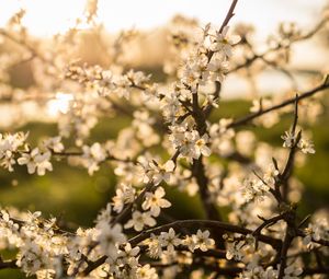 Превью обои цветок, цветение, весна, ветка