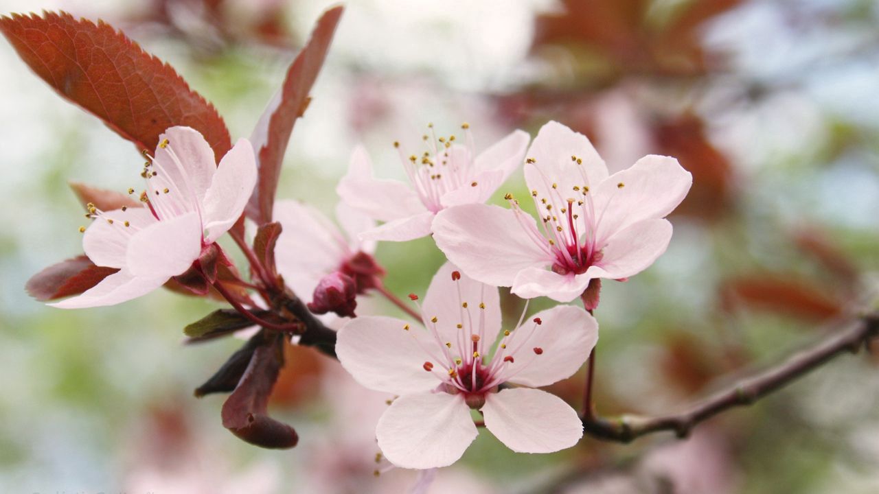 Обои цветок, цветение, весна, дерево