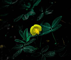 Превью обои цветок, цветение, желтый, растение