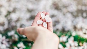 Превью обои цветок, весна, цветение, рука