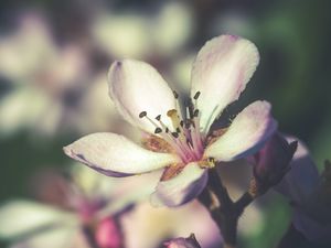 Превью обои цветок, весна, цветение, лепестки