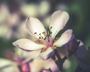 Превью обои цветок, весна, цветение, лепестки