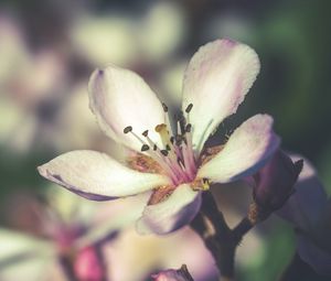 Превью обои цветок, весна, цветение, лепестки