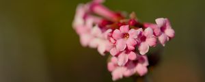 Превью обои цветок, ветка, растение, розовый