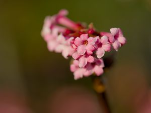 Превью обои цветок, ветка, растение, розовый