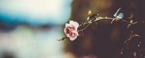 Превью обои цветок, ветка, размытость