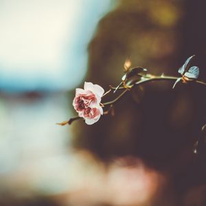Превью обои цветок, ветка, размытость