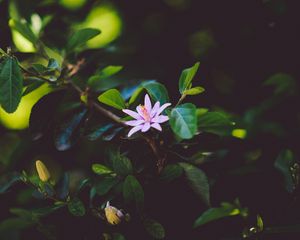 Превью обои цветок, ветка, цветение, листья