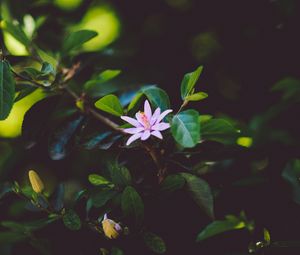 Превью обои цветок, ветка, цветение, листья