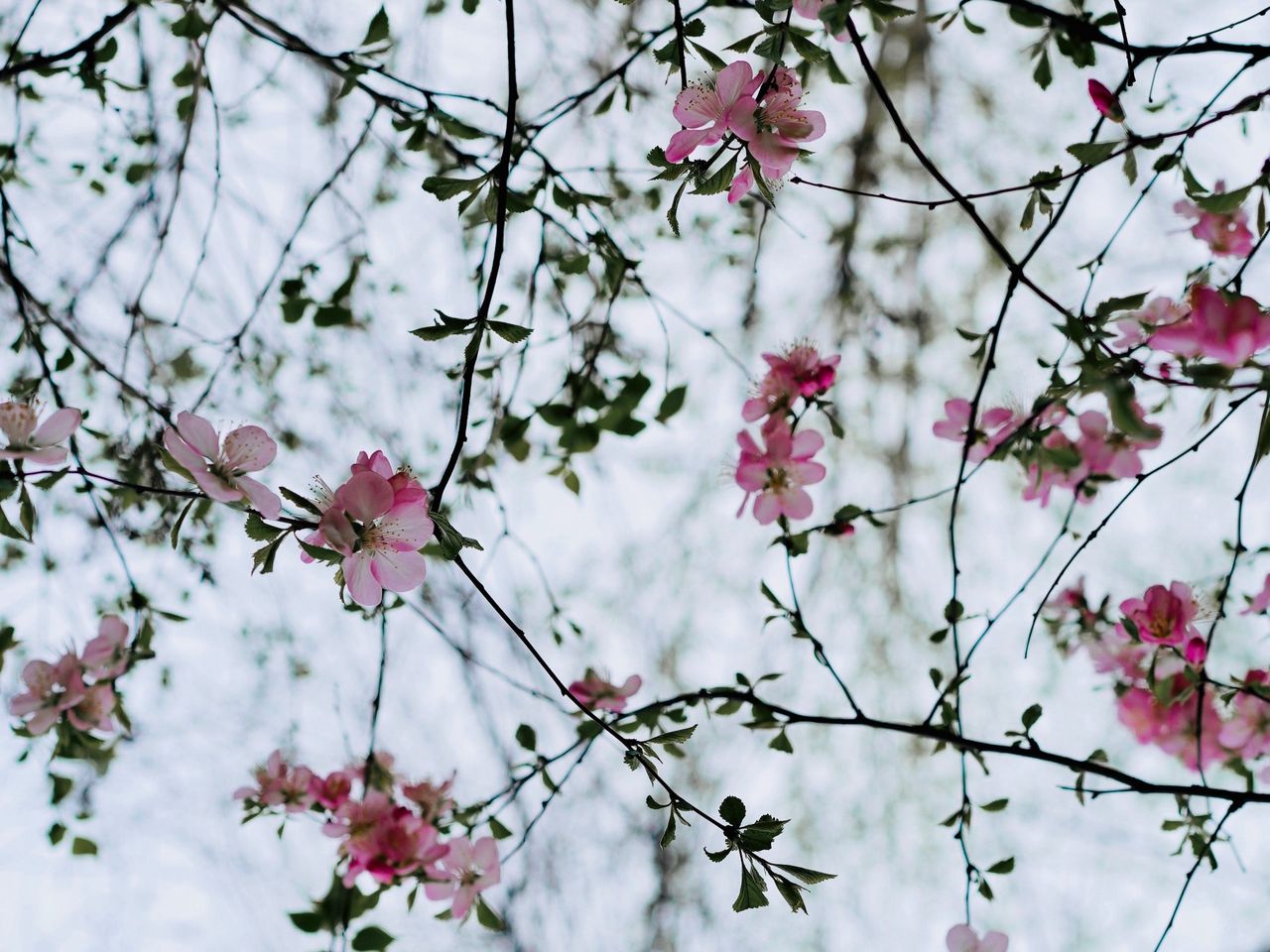 Цветок колючий на ветках с розовыми мелкими цветочками