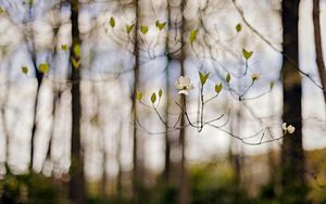 Превью обои цветок, ветви, белый, весна, размытие