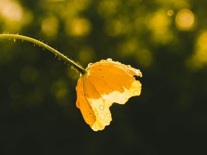 Превью обои цветок, желтый, бутон, капли, солнечный свет