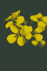 Превью обои цветок, желтый, лепестки
