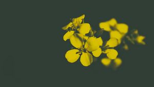 Превью обои цветок, желтый, лепестки