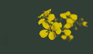 Превью обои цветок, желтый, лепестки